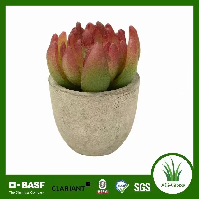 Eternal Succulent Bloom price
