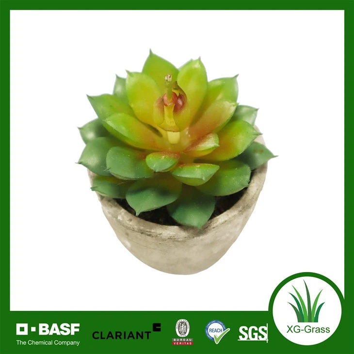 Xingu Succulent Plants in Bulk For International Buyers suppliers
